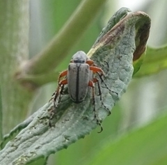 Macrodactylus mexicanus