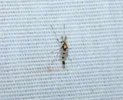 Coelotanypus tricolor