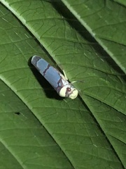 Pseudometopia phalaesia