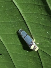 Pseudometopia phalaesia