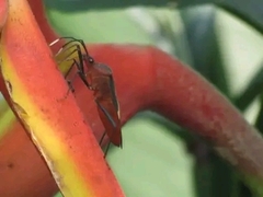 Leptoscelis tricolor