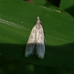 Dichomeris punctidiscellus