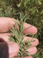 Suaeda linearis