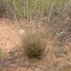 Aristida holathera