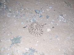 Crotalus cerastes cercobombus