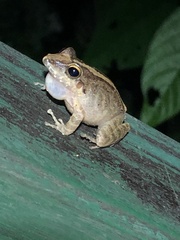 Pristimantis fenestratus