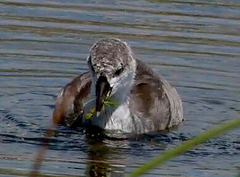 Fulica americana americana