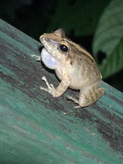 Pristimantis fenestratus