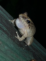 Pristimantis fenestratus