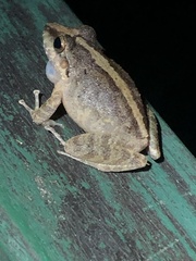 Pristimantis fenestratus