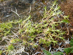 Cherleria arctica