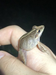 Pristimantis fenestratus