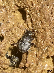 Onthophagus hecate