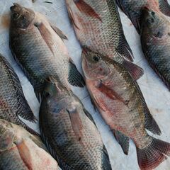 Kariba Tilapia photo 1