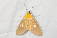 Asota plaginota