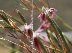 Dianthus bolusii