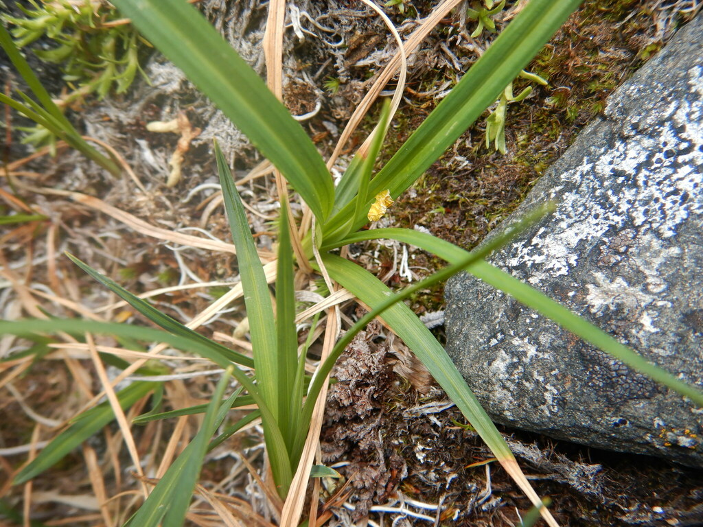 alpine tundra sedge from Yukon, Yukon, Canada on July 18, 2022 at 12:10 ...