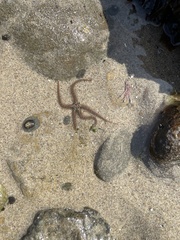 Ophiothrix spiculata image