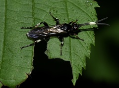 Ichneumon deliratorius