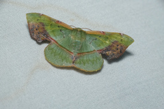 Fascellina plagiata