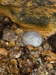 Catostylus