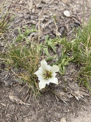 Gentiana newberryi