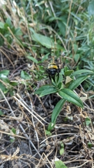 Bombus hortorum