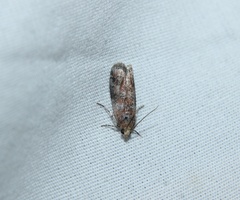 Sciota rubrisparsella