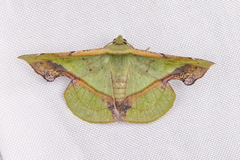 Fascellina plagiata