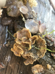 Primavelans insculpta