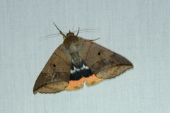 Thyas juno