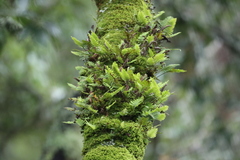 Pleopeltis polypodioides
