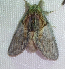 Peridea basitriens