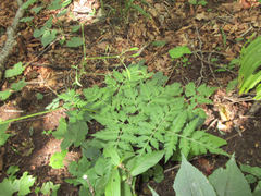 Osmorhiza aristata