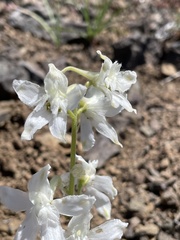 Delphinium glareosum