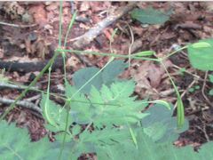 Osmorhiza aristata