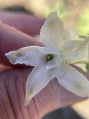 Delphinium glareosum