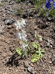 Delphinium glareosum