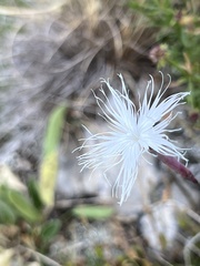 Dianthus spiculifolius