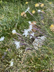 Dianthus spiculifolius