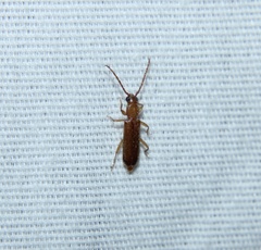 Smodicum cucujiforme