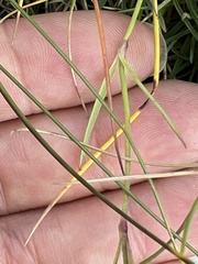 Dianthus spiculifolius