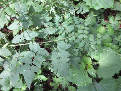 Rubus pungens oldhamii