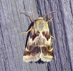 Schinia lynx
