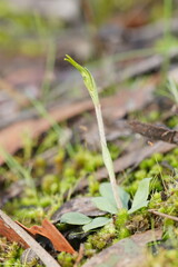 Pterostylis concinna