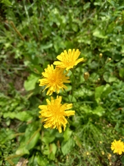 Scorzoneroides autumnalis