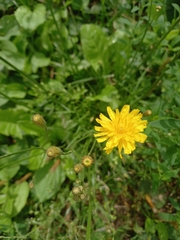 Scorzoneroides autumnalis