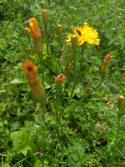 Scorzoneroides autumnalis