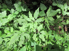 Cardamine leucantha