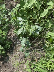 Solanum stoloniferum